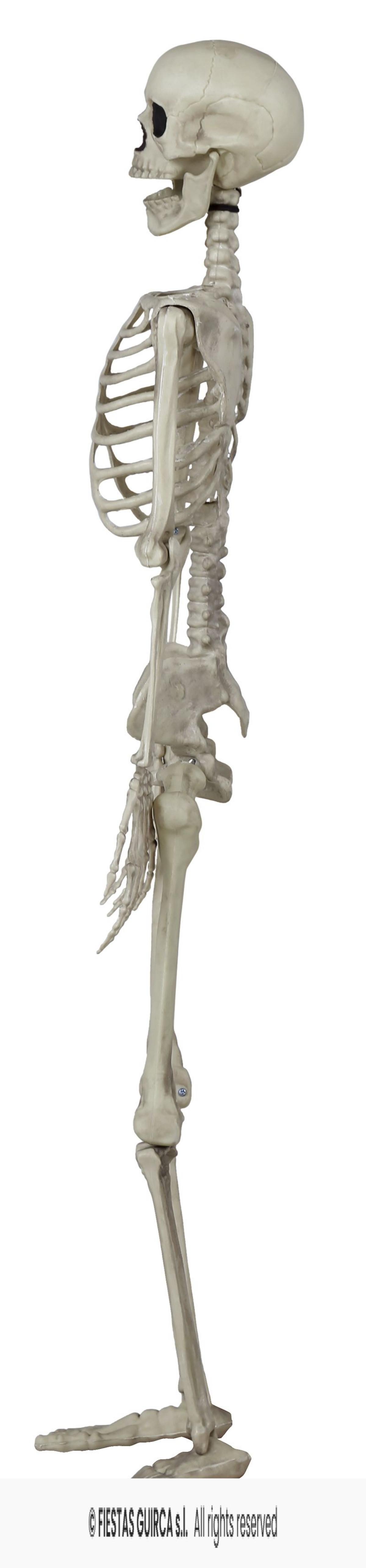 Squelette réaliste articulé plastique 82 cm