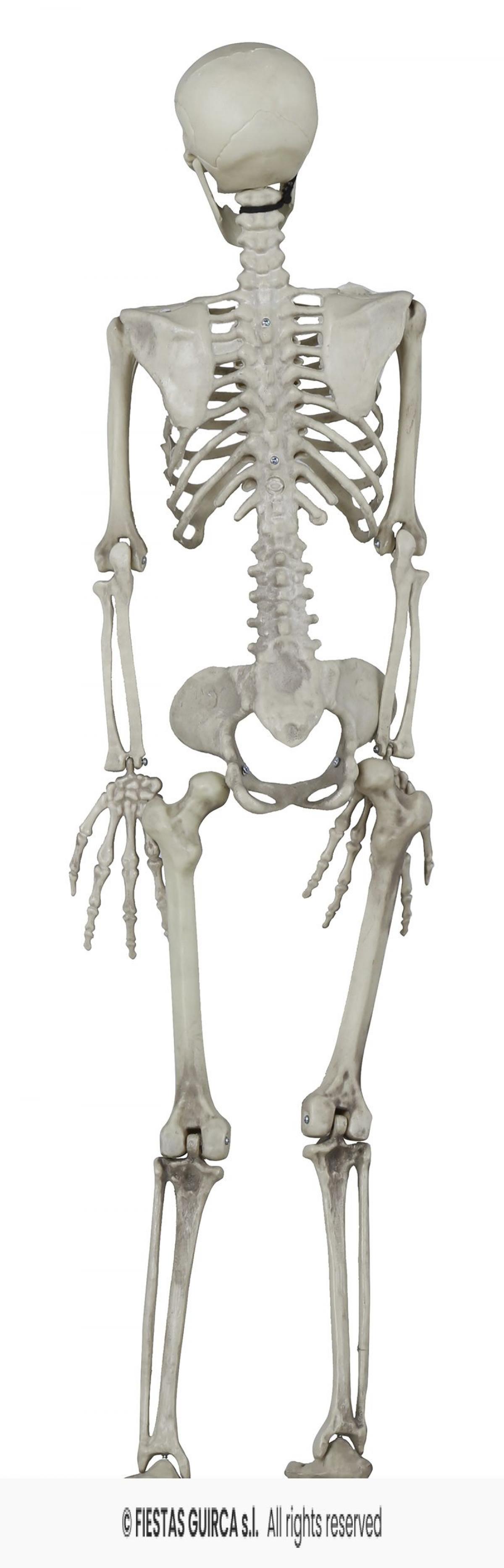 Squelette réaliste articulé plastique 82 cm