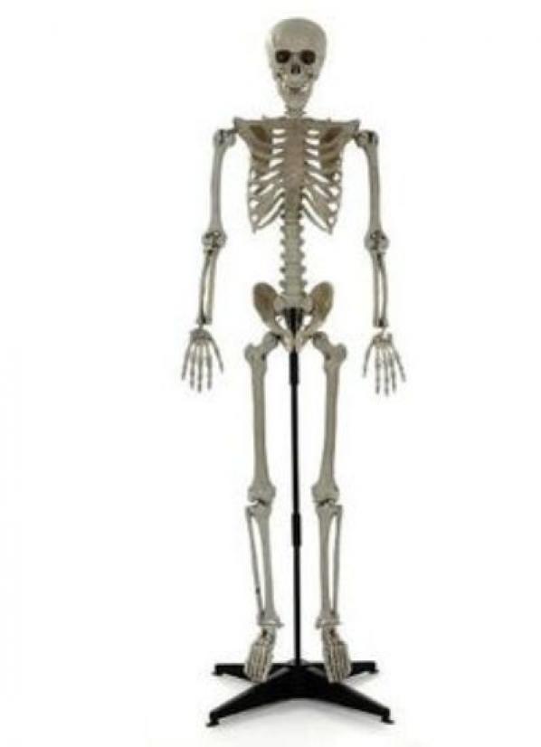 Squelette sur pied 168cm