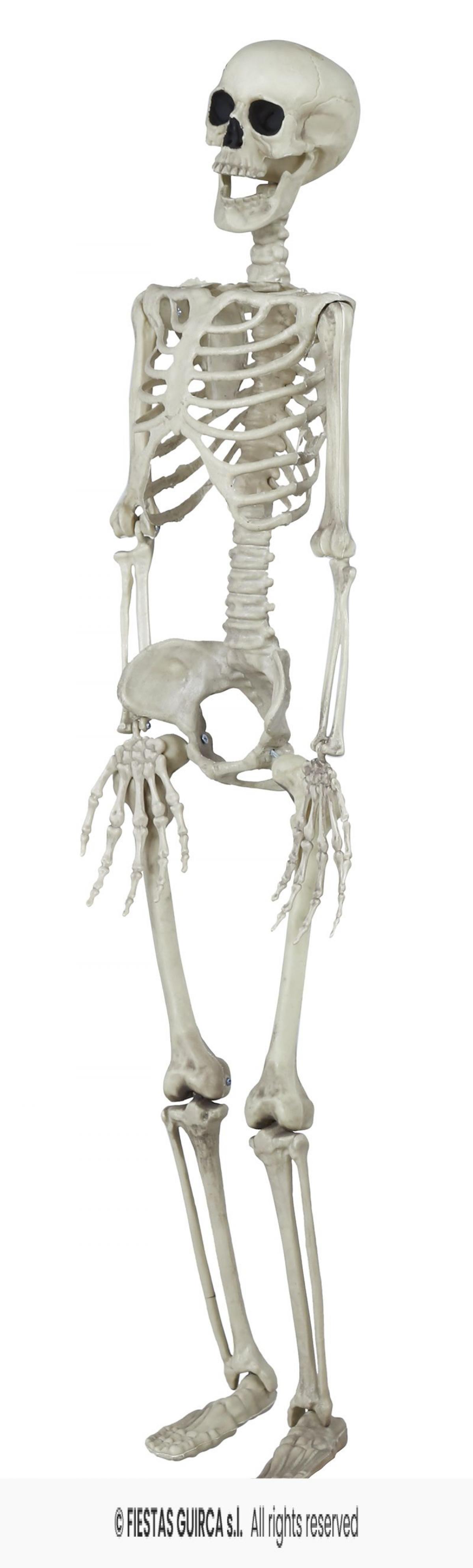 Squelette réaliste articulé plastique 82 cm