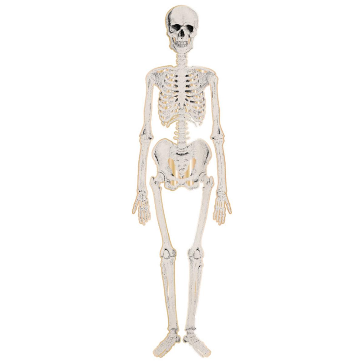 Squelette articulé en carton 135 cm