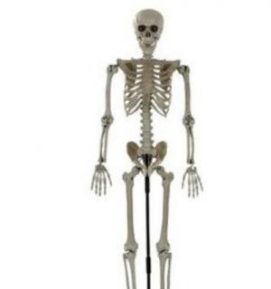 Squelette sur pied 168cm