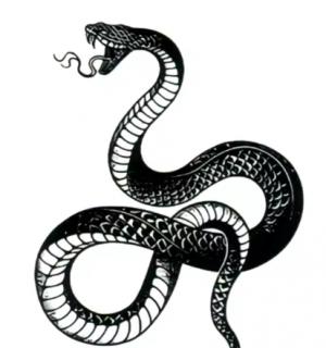 Tatouage temporaire cobra entier