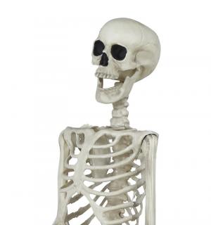 Squelette réaliste articulé plastique 82 cm